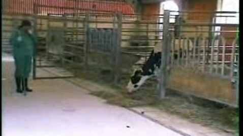 Thumbnail for The Mad Cow: BSE Clip 3