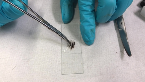 Thumbnail for Hair plucking technique