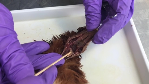Thumbnail for Anatomy of the oral cavity in the chicken: Clip 2