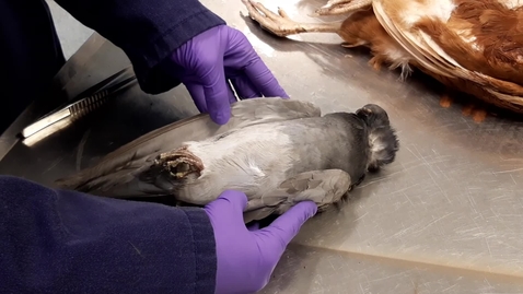 Thumbnail for Circulatory assessment in the bird