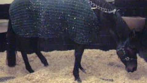 Thumbnail for Assessing pain in the horse: Clip 4