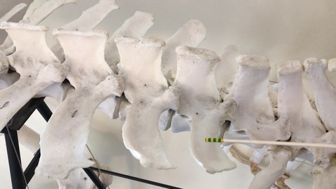 Thumbnail for entry Axial skeleton of the ox: Lumbar vertebrae