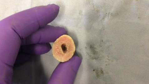 Thumbnail for Cow teat anatomy: Clip 2