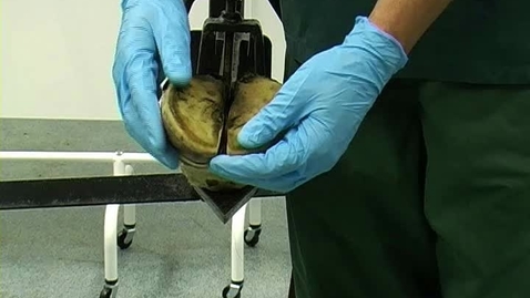 Thumbnail for Examining the bovine distal limb