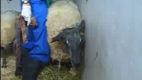 Thumbnail for The Itchy Sheep: Clip 8