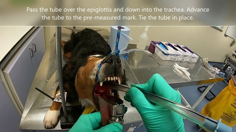 Thumbnail for entry Intubating the dog