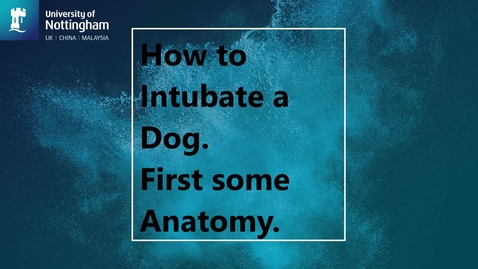 Thumbnail for Intubating the dog