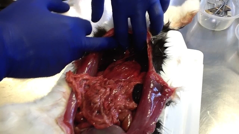 Thumbnail for Anatomy of the gastrointestinal tract in the cat: Lesser omentum