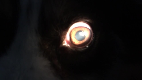 Thumbnail for Abnormal swinging flashlight test in the dog