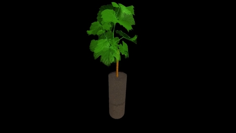 Thumbnail for UoN The Hidden Half: Grapevine