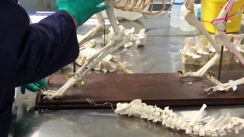 Thumbnail for Canine forelimb bony landmarks, joints and function