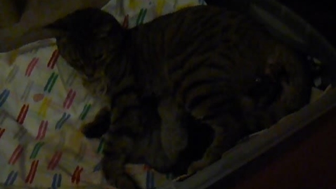 Thumbnail for Cat suckling after giving birth