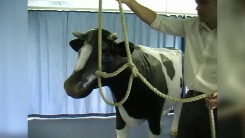 Thumbnail for Applying a cow halter