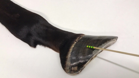 Thumbnail for Anatomy of the equine forelimb