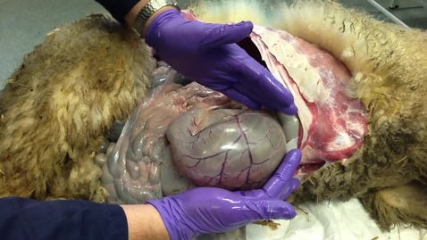 Thumbnail for Anatomy of the gastrointestinal tract in the ruminant: Abomasum from the right side