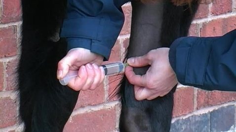 Thumbnail for entry Performing a regional anaesthesia in the horse