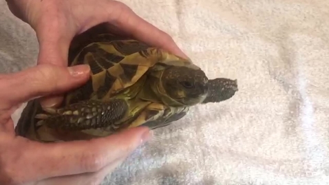 Thumbnail for General physical examination procedure for common exotic and small mammal species
