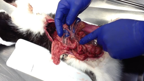 Thumbnail for Anatomy of the gastrointestinal tract in the cat: Jejunum