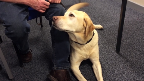 Thumbnail for entry Guide Dogs visit day at the Vet School