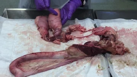 Thumbnail for Reproductive tract in the bull: Clip 1