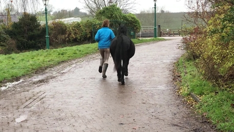 Thumbnail for entry Gait analysis of the horse: Clip 5