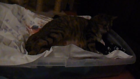 Thumbnail for Parturition in the cat: Clip 1