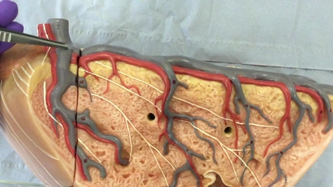 Thumbnail for Anatomical model of the mammary gland in the ox: Clip 1