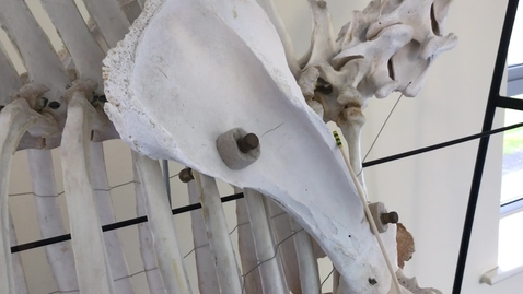 Thumbnail for Forelimb of the horse: Scapula