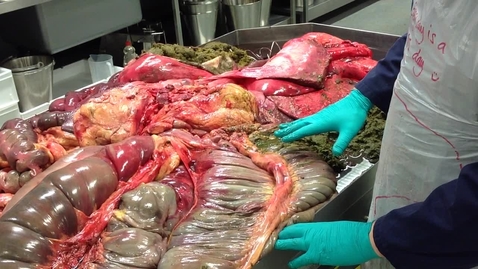 Thumbnail for Anatomy of the gastrointestinal tract in the horse: Caecum