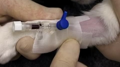 Thumbnail for Anaesthetising the cat