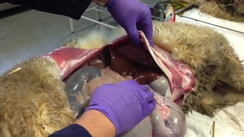 Thumbnail for Anatomy of the gastrointestinal tract in the ruminant: Liver