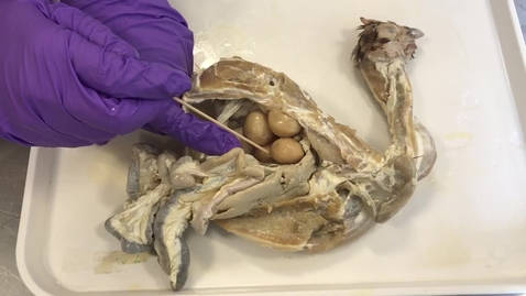 Thumbnail for Ovaries in the chicken