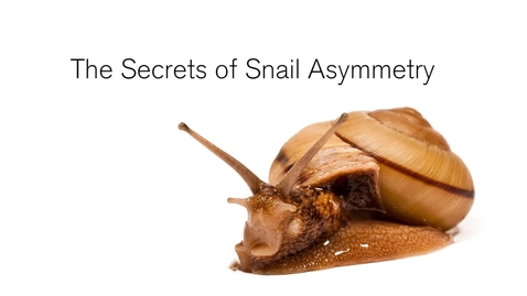 Thumbnail for entry Snail shells offer clue in common origins of body asymmetry