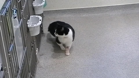Thumbnail for Proprioceptive ataxia in the cat