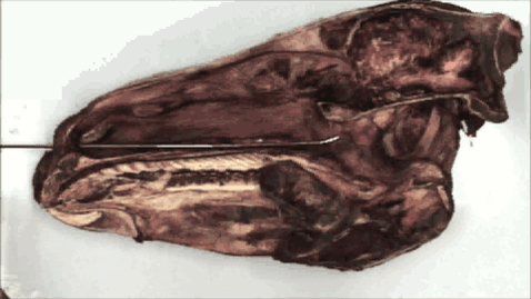 Thumbnail for URT endoscopy in the horse: Incorrect positioning of the catheter: Clip 1