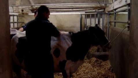 Thumbnail for The Sick Cow: Clip 1