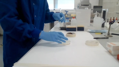 Thumbnail for Antibiotic sensitivity and the control of bacterial growth