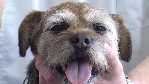 Thumbnail for Neurological examination in the dog: Menace response