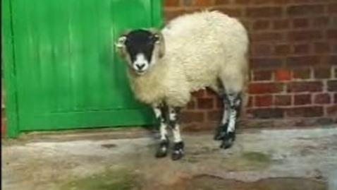 Thumbnail for The Itchy Sheep: Clip 4