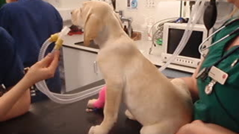 Thumbnail for Lung disease in the dog