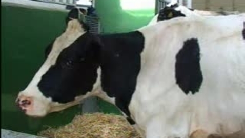 Thumbnail for The Mad Cow: BSE Clip 10