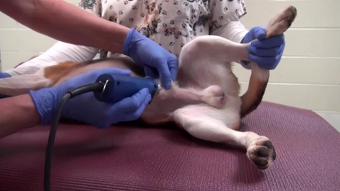 Thumbnail for Urethral catheterisation in the dog
