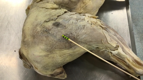 Thumbnail for Hindlimb muscles of the dog: Long hip extensors