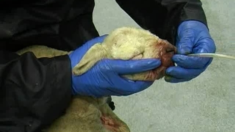 Thumbnail for Stomach tubing