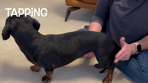 Thumbnail for Canine massage techniques: Tapping