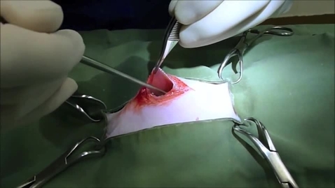 Thumbnail for Midline spay in the cat