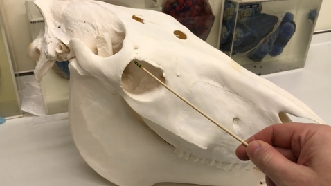Thumbnail for Anatomy of the horse skull