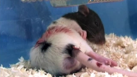 Thumbnail for Recognising behavioural signs of pain in rats