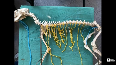 Thumbnail for Autonomic nervous system
