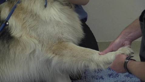 Thumbnail for entry Orthopaedic examination and lameness assessment in the dog